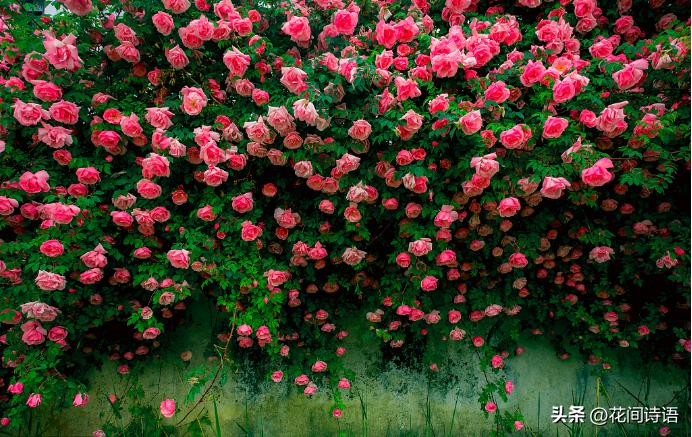 月季玫瑰蔷薇芍药牡丹的区别,月季玫瑰蔷薇区别在哪里