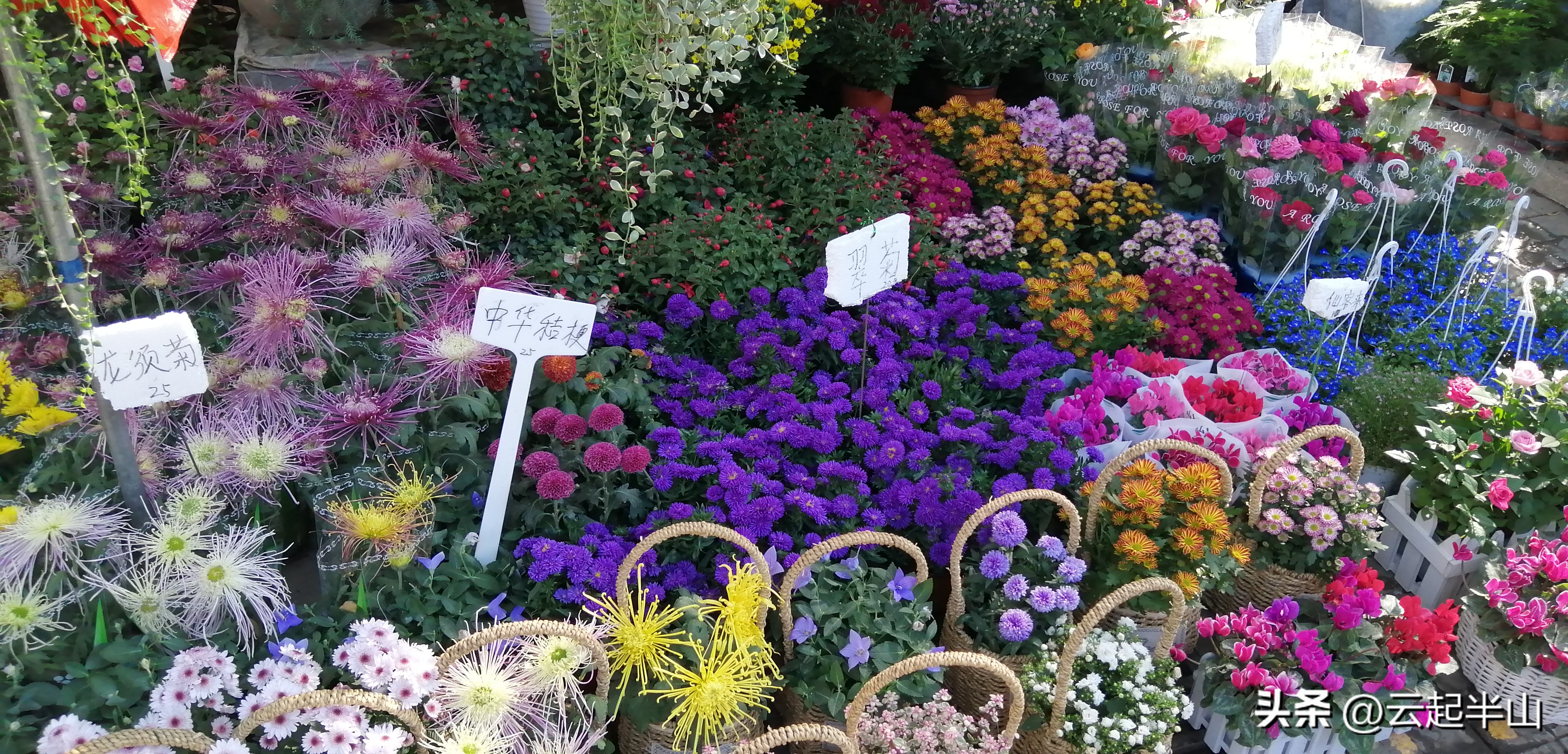 浅浅地玩、深深的圳