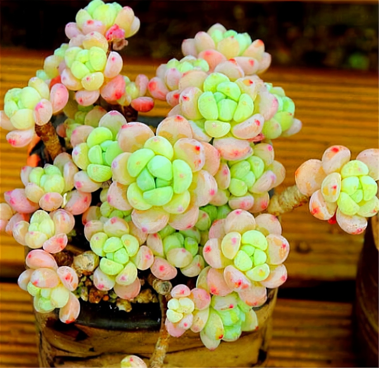 自带香味的叶子,有肉香的叶子