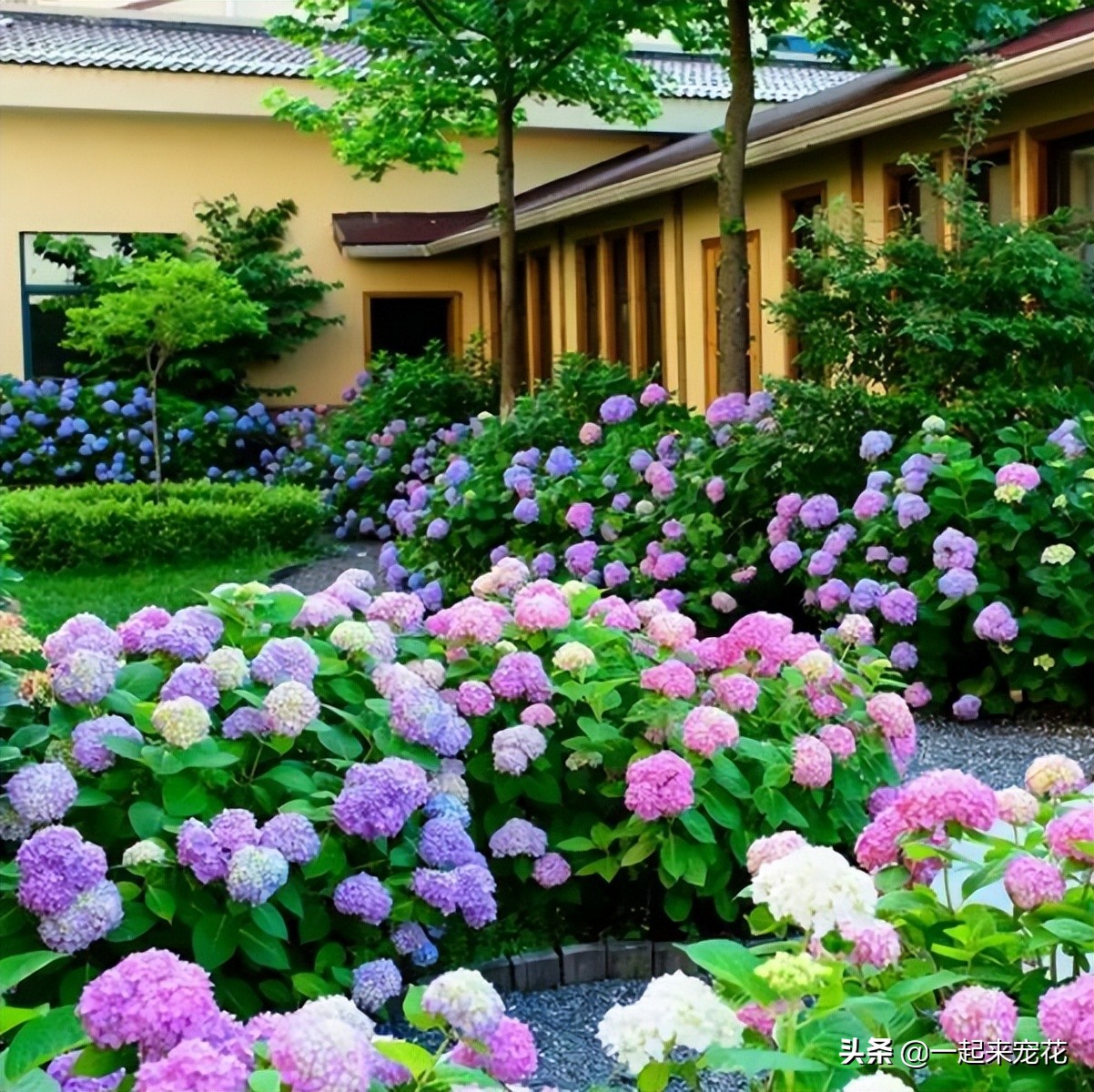 哪些花夏天要注意浇水养护,4种花不浇水才长得旺