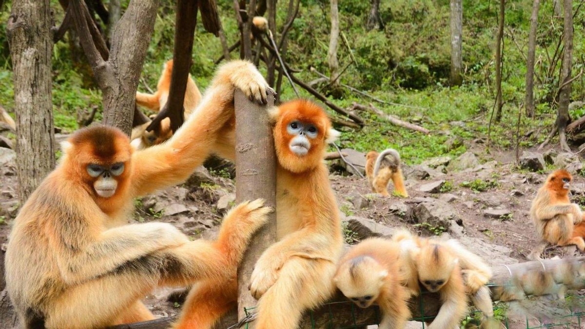 怒江金丝猴和峨眉猴干架,金丝猴遇上峨眉山猴子会发生什么