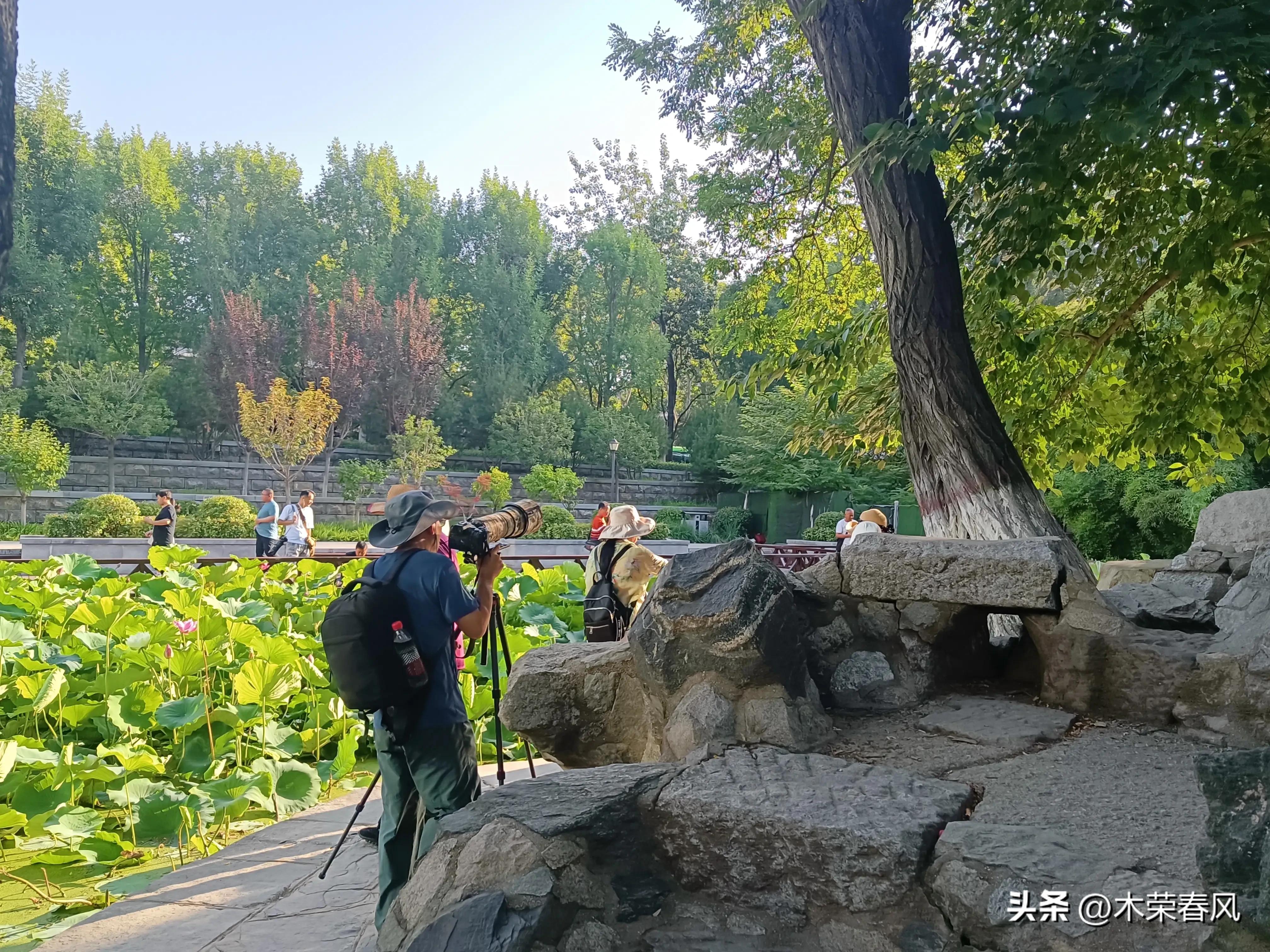 莲湖公园看荷花几点合适,莲湖公园荷花怎么走