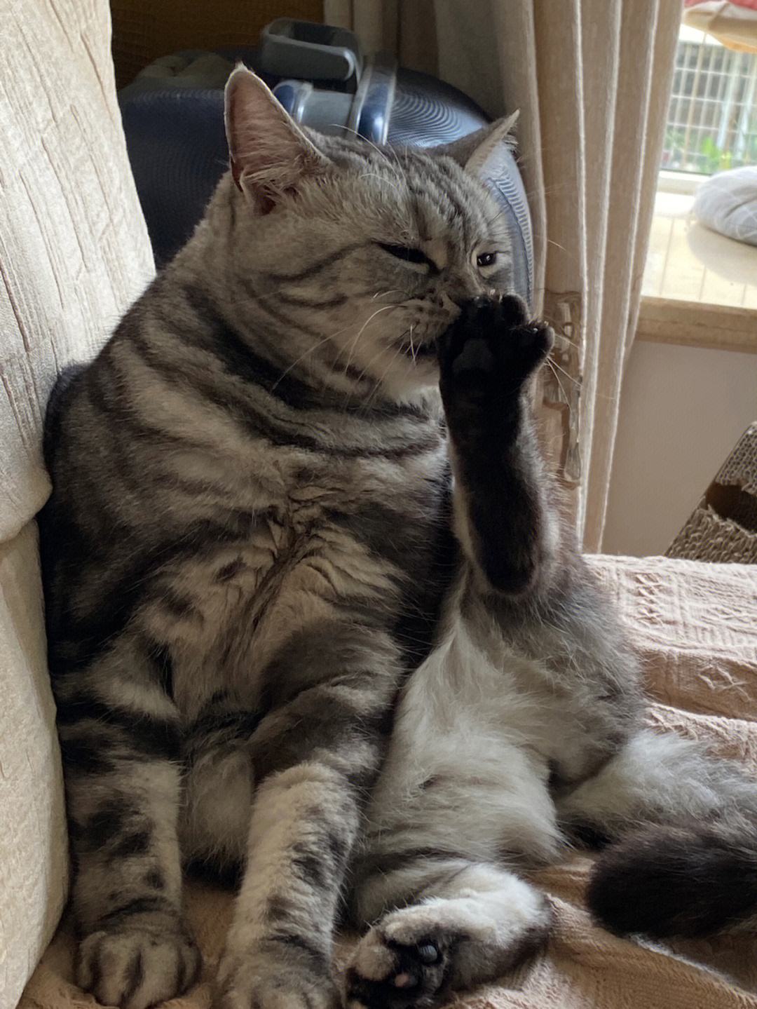 美短猫买一只大概多少钱,美短猫400元能买吗