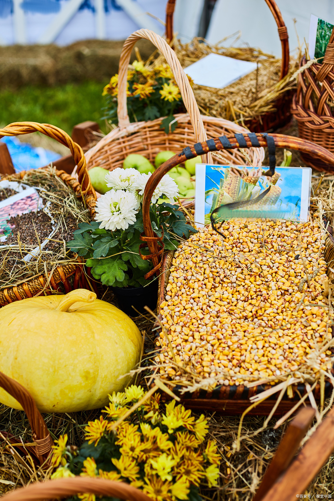 真正地道的原生态食品,原生态绿色健康食材