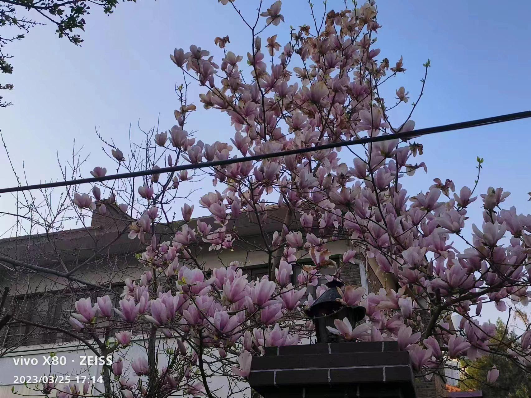 玉兰花为什么称为花中君子,玉兰花是花中君子吗