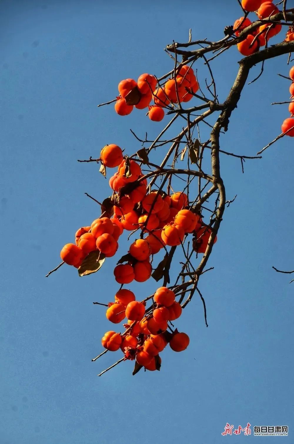 秋日好柿节,又到一年好时节