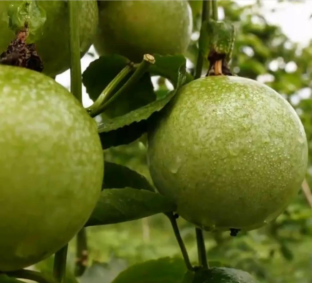 湖南小伙承包五千亩四年赚上千万,90后小伙承包15亩果园