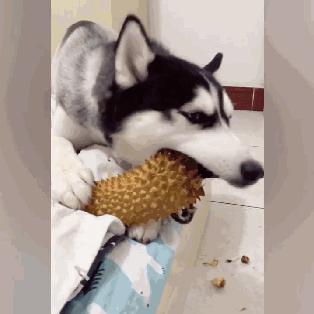 小狗误吞6粒布洛芬,小狗误食多粒布洛芬怎么办