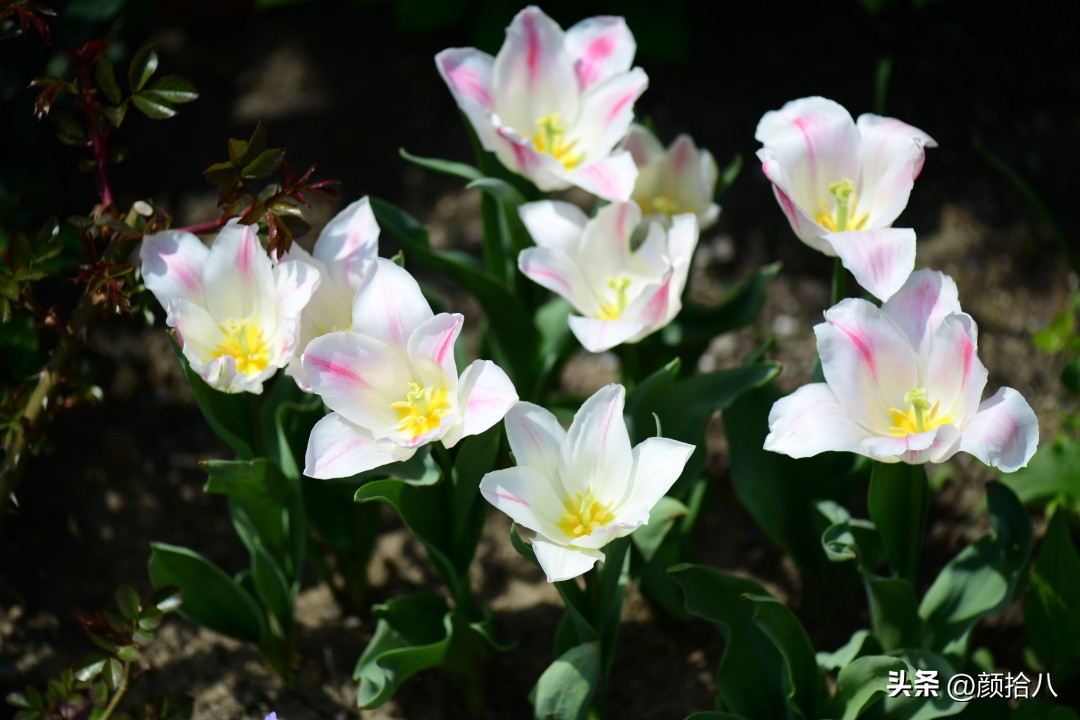 盘点今年河马花园里最美的几款郁金香|园丁