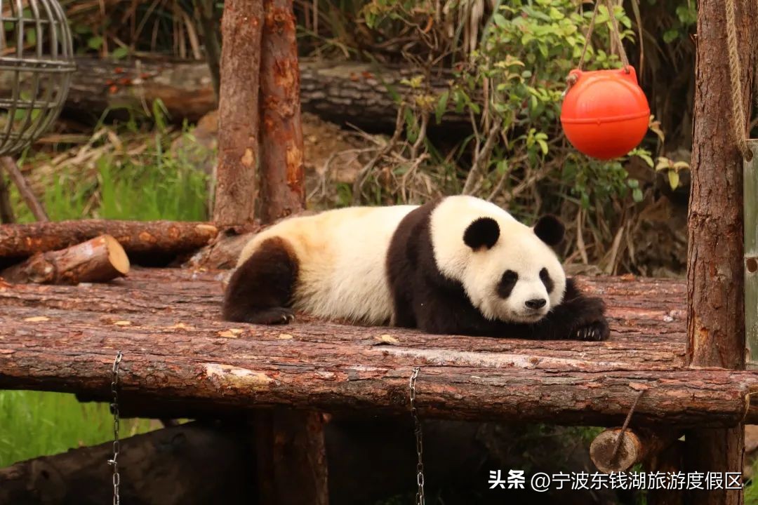 东钱湖畔丨六一儿童节·精彩不重样