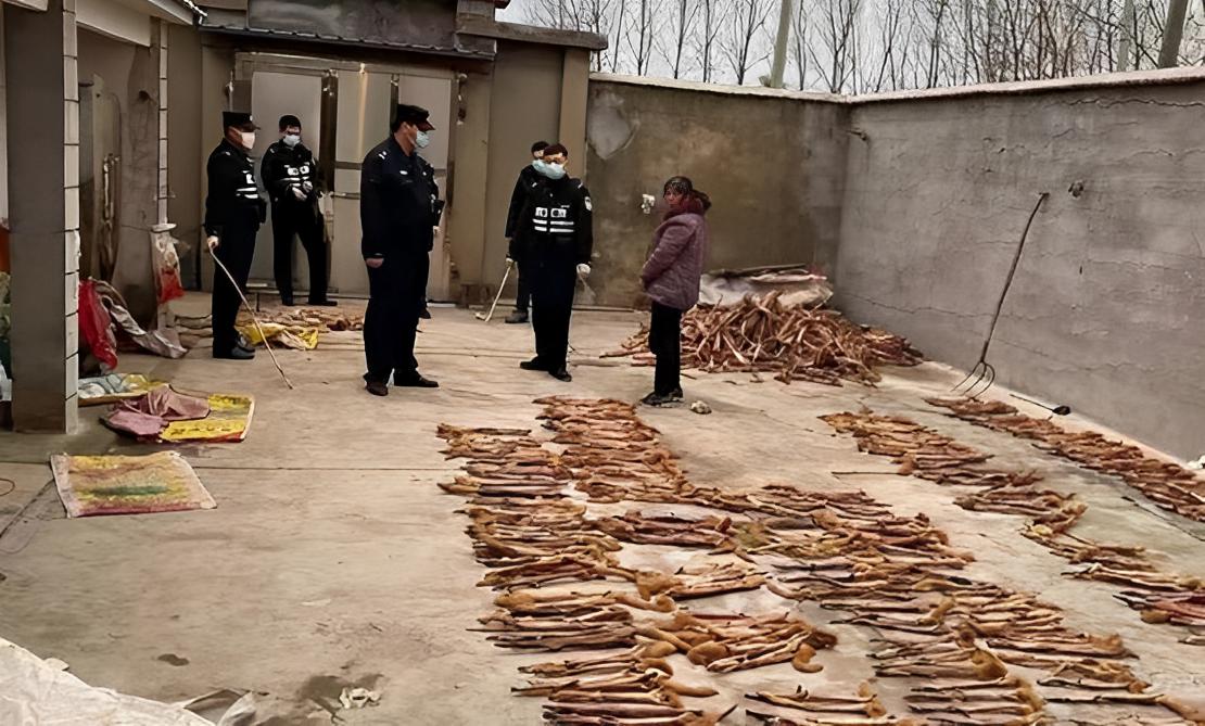 捕杀黄鼠狼违法吗,捕杀黄鼠狼怎么处罚