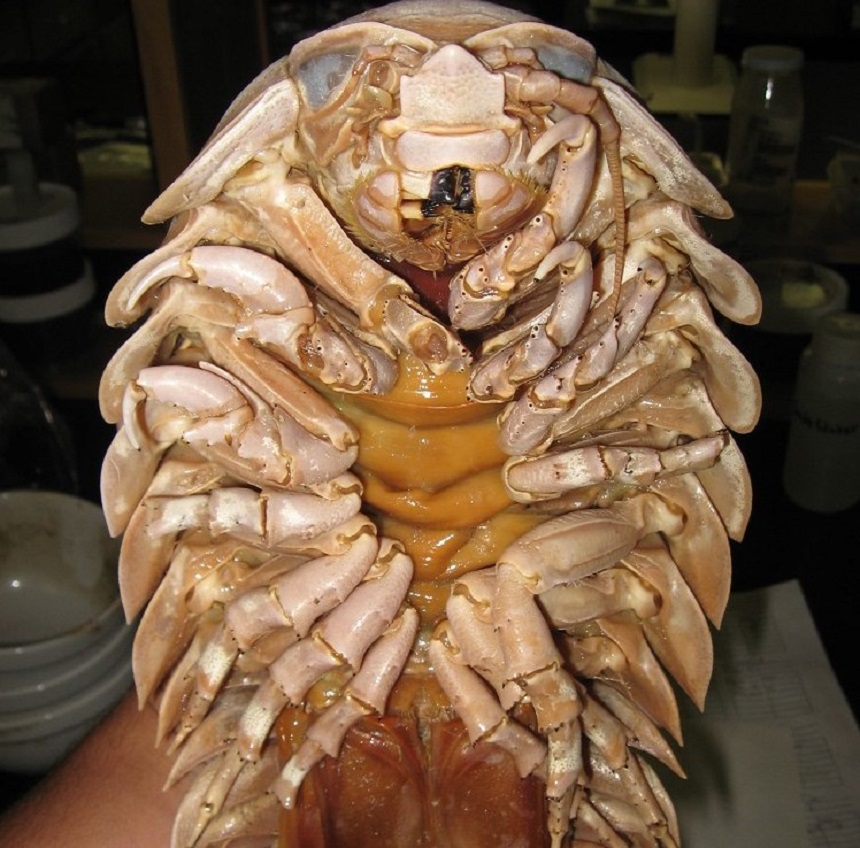 深海巨物捕食鲨鱼看着就害怕,能捕食鲨鱼的深海巨虫