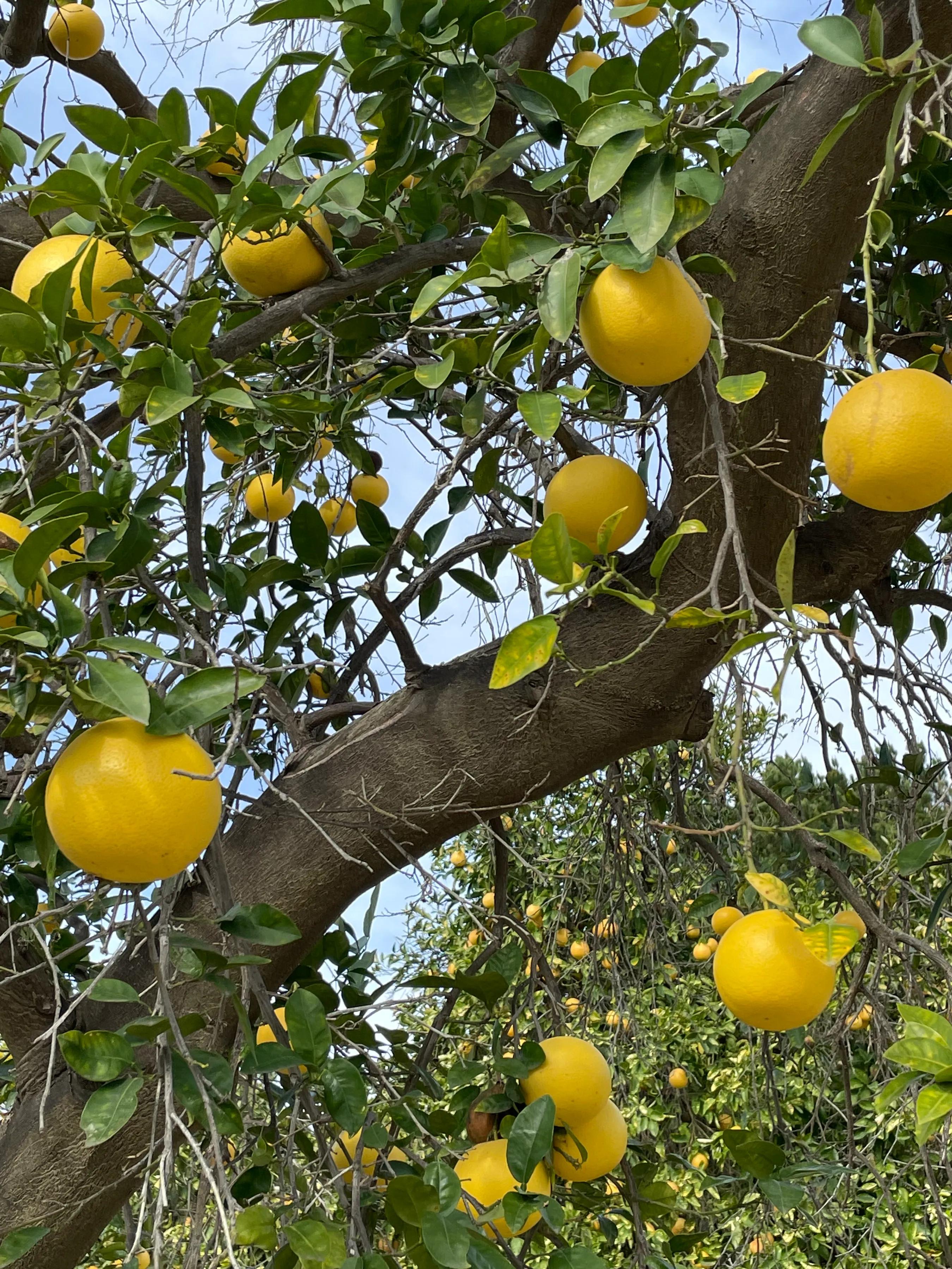 大乔和小乔的故事,大乔和小乔的故事王者荣耀