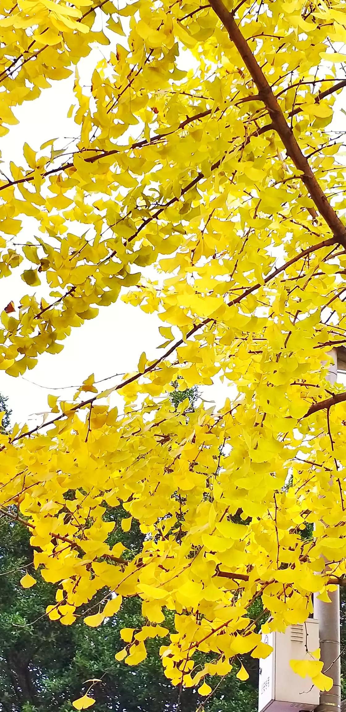 认识各种花的寓意,认识各种花的名称