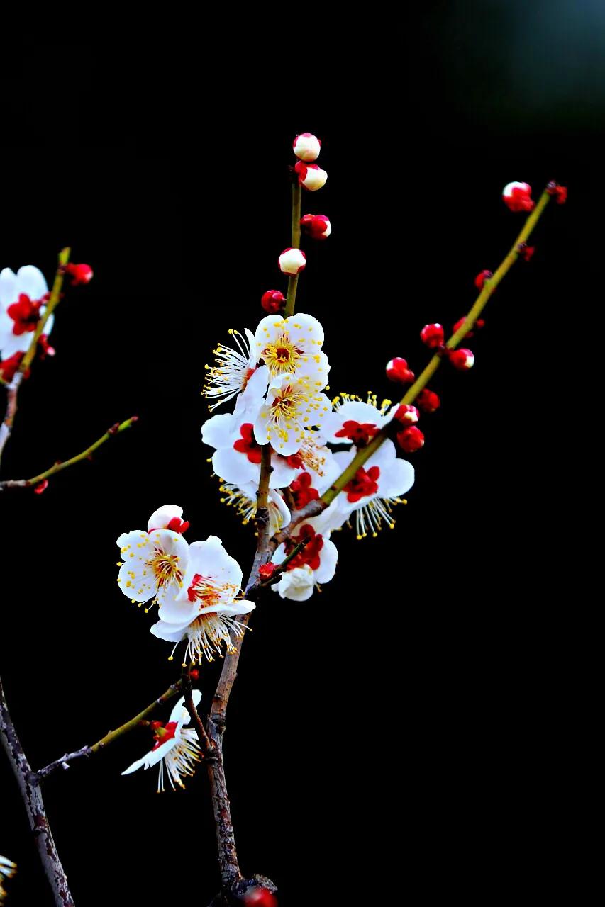 白梅花绽放视频,白梅花盛开
