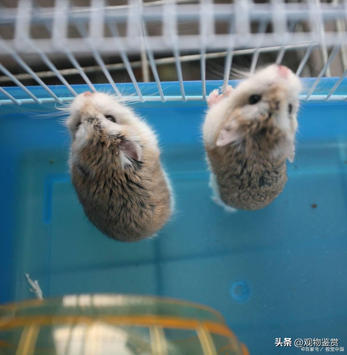 仓鼠打架的时候为什么吐,仓鼠和仓鼠打架大出血会死吗