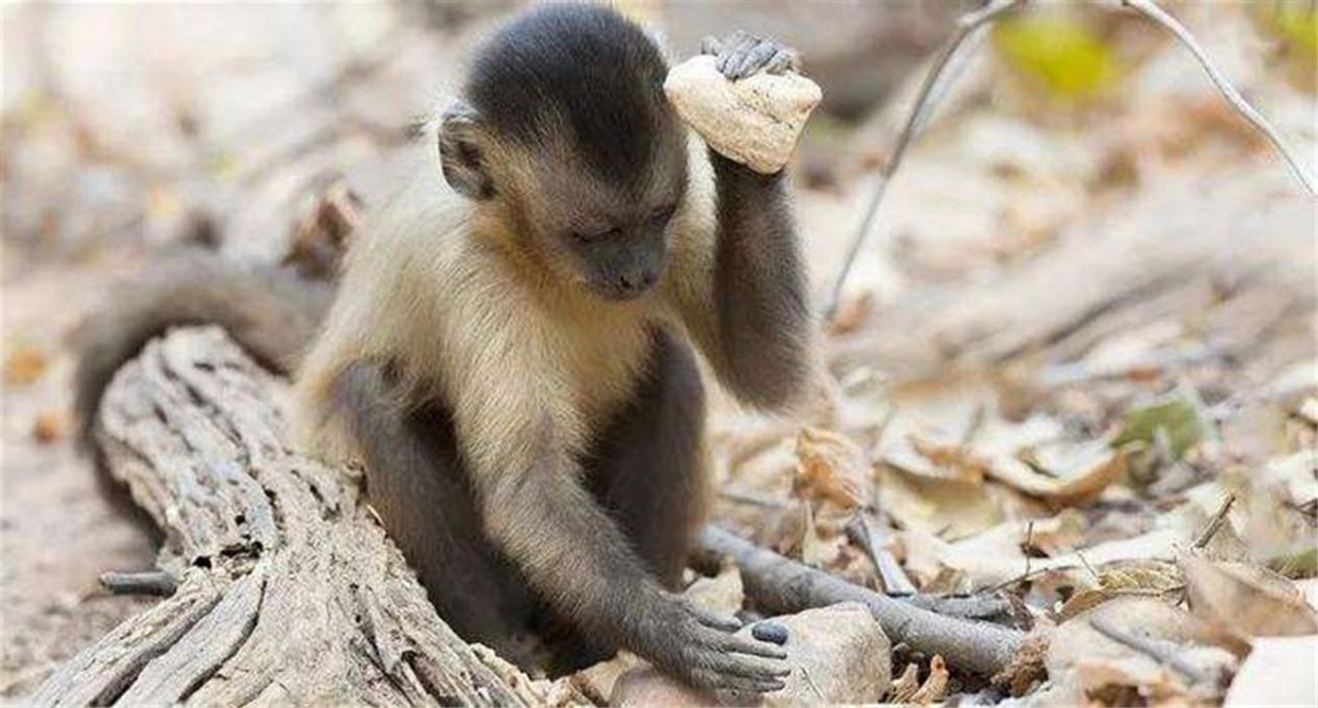 全球最聪明的十种动物,世界上最聪明的十种动物