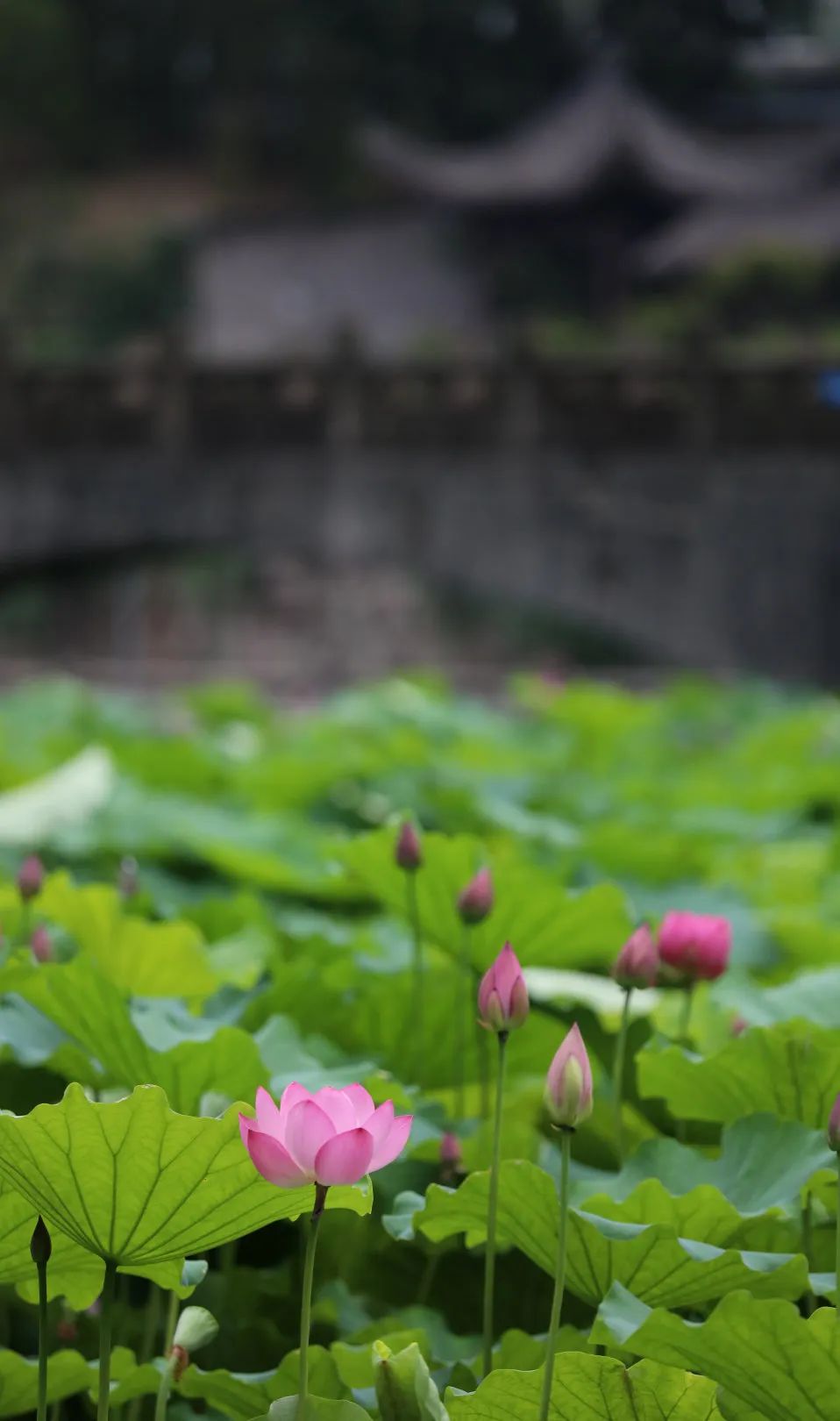 荷你有约周末去武隆逛荷花节可好,今夏荷你有约新余已开启赏荷模式