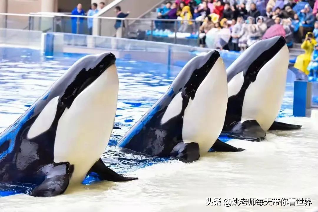 春节上海亲子游乐攻略,上海亲子游乐去哪里