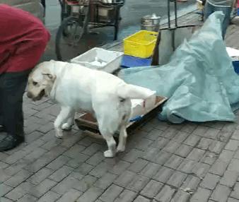 不常见的狗狗集合你都认识哪几只,建议养的10种狗中小型犬