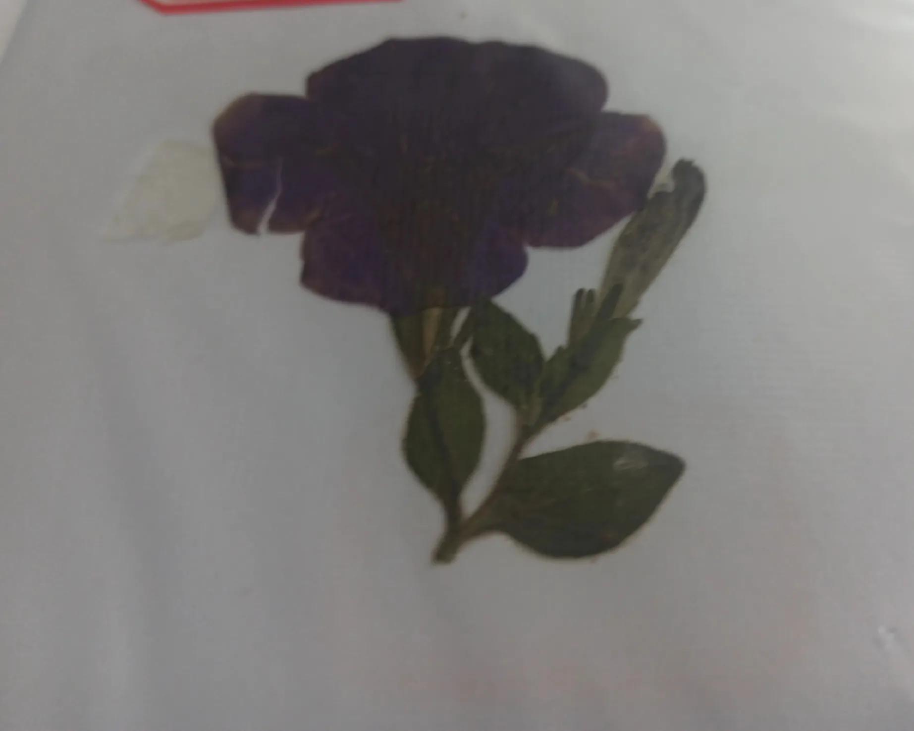 植物标本简单记录,常见却不普通的植物标本