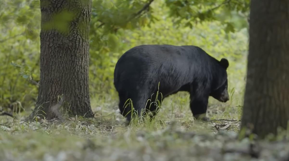 云南哀牢山有黑熊吗,云南深山老林发现黑熊
