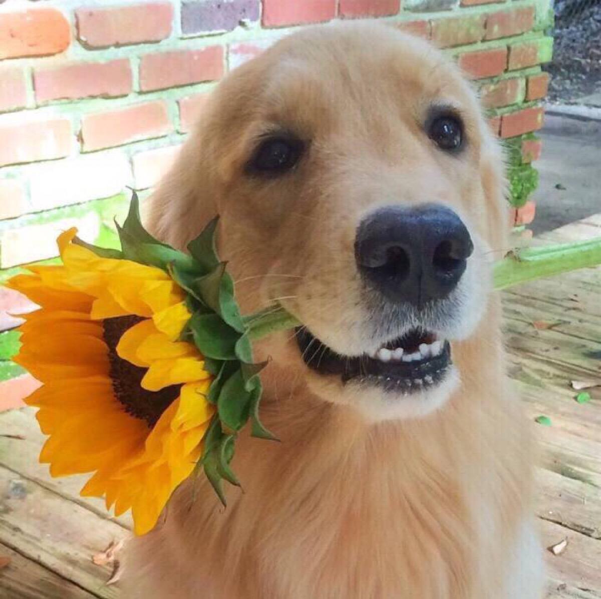 金毛为什么不建议新手养,金毛为什么养着养着就变酱油色了