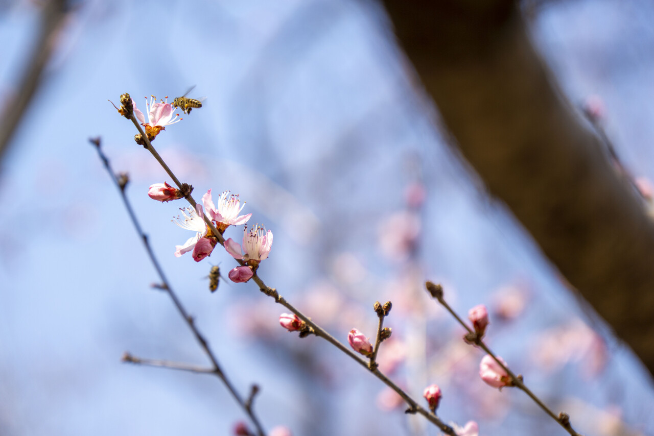 踏青济南攻略,济南黄河边春游攻略