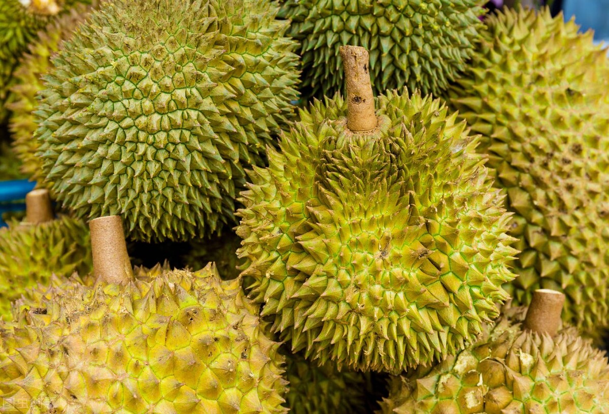 怎样才能选到最好的榴莲,怎样才能挑选到好的榴莲