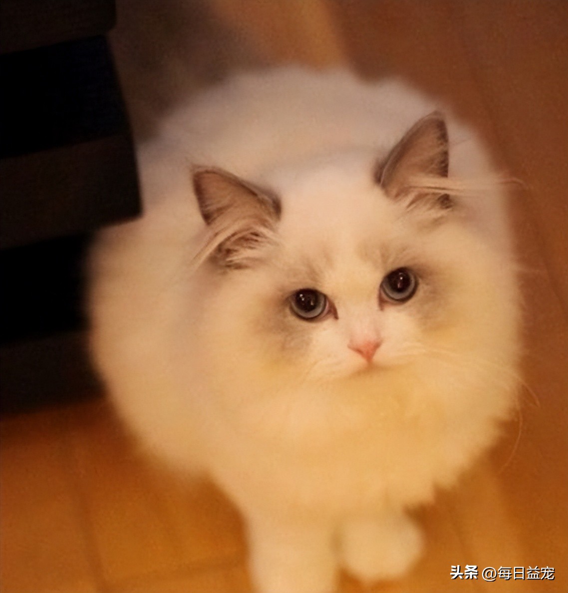 布偶猫多少钱一只长不大,布偶猫为什么价格相差那么大