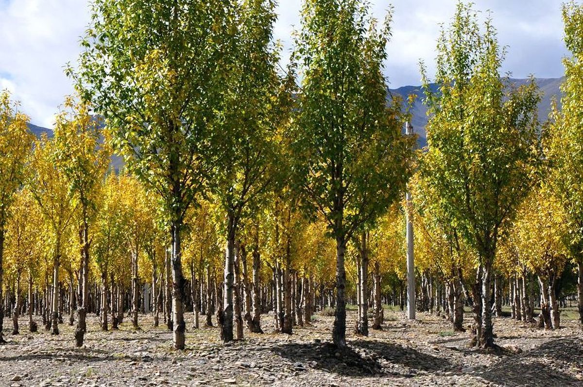 地球远古植物煤层,史前植物形成煤层