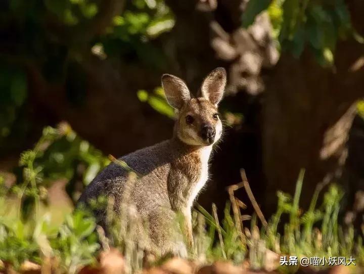 袋鼠战斗力有多强？把狗按在水里摩擦，与澳大利亚男子互殴6分钟
