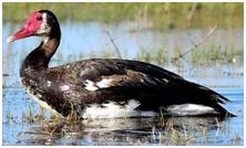 鸟类在分类学中统称为什么,鸟纲分类总表