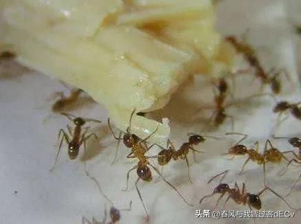 灭蚂蚁小方法,灭蚂蚁有什么教程