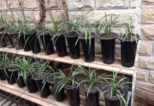 养兰仿紫砂专用塑料盆,紫砂兰适合哪种花盆