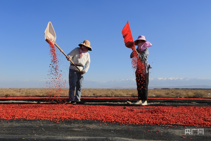 嘉峪关特产枸杞子,嘉峪关万亩枸杞