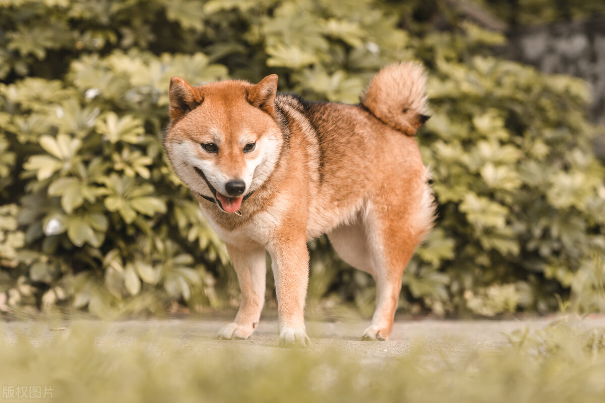 养狗人要知道：喂狗、遛狗，英语都怎么说？