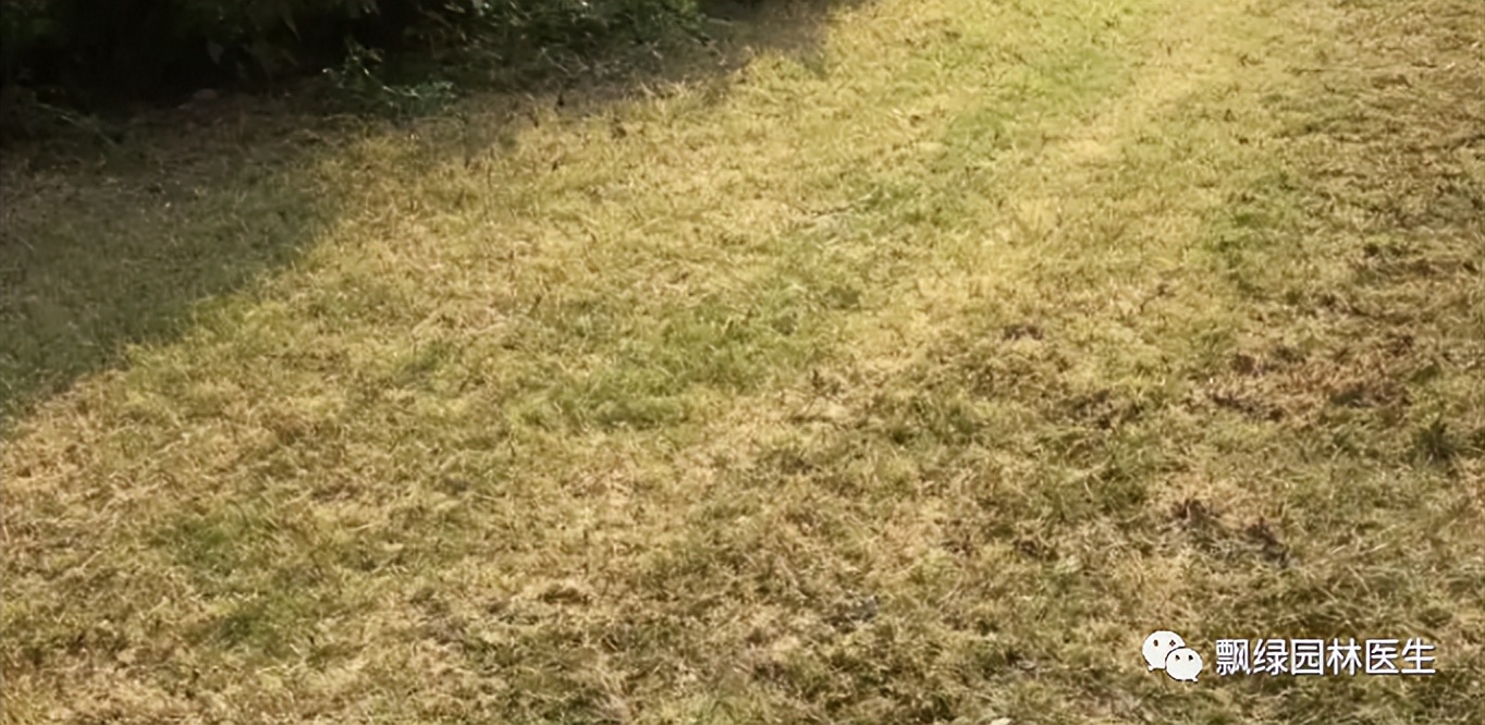 草坪发黄发枯是什么原因,草坪出现枯黄病怎么治理