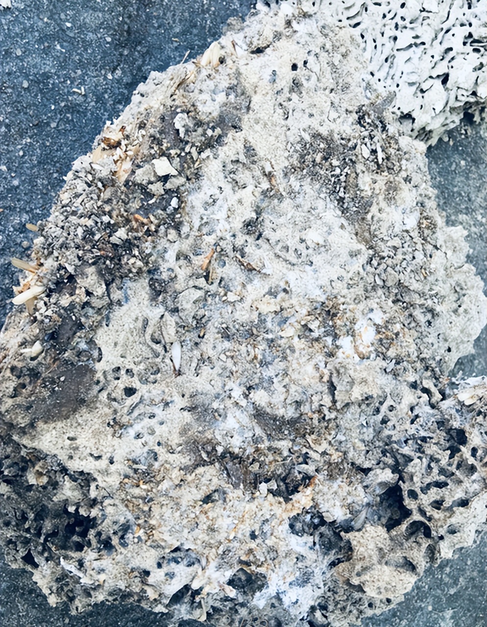 广州家庭白蚁防治知识,珠海白蚁防治怎样做