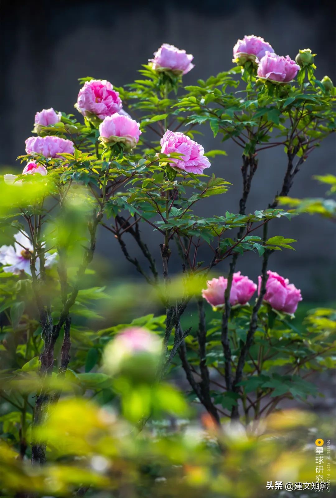成都平原彭州,彭州立体公园城市