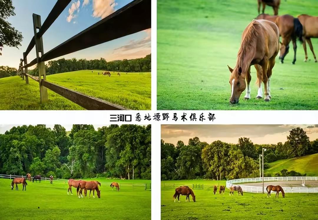 兰永三河口悉地塬野生态农林公园,坐在山头看风景