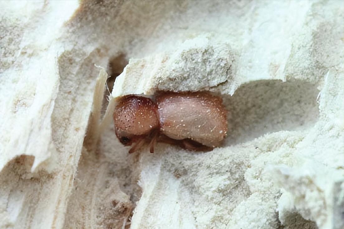 家里小蠹虫怎么彻底防治,卧室有特别小的虫怎么消灭