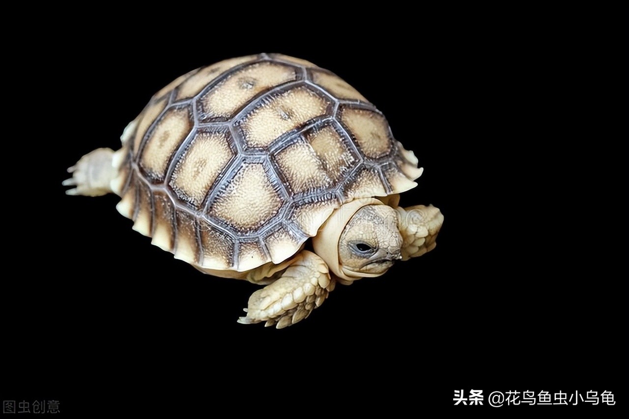 深水龟养单数还是双数好,风水中养龟养单数还是双数好