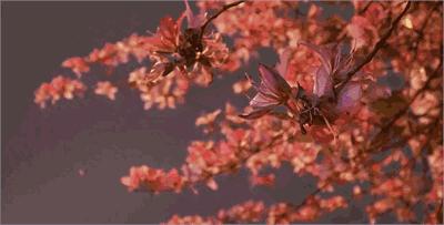 春天，我想到一座城，吃粉粉，看粉粉