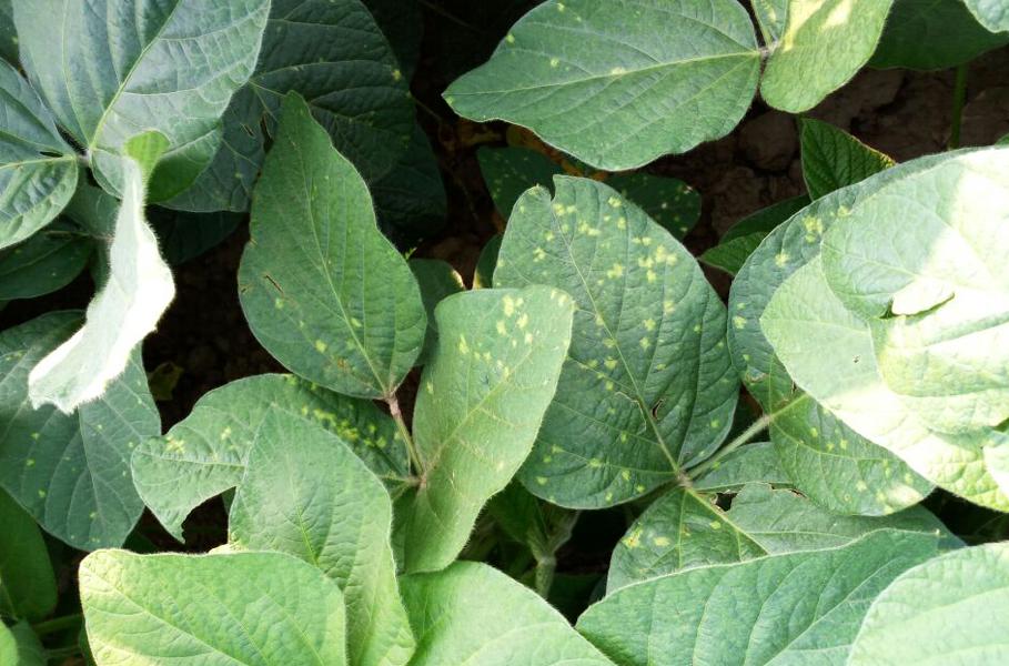 大豆播种后几天下雨没事,大豆苗被水淹没还能活吗