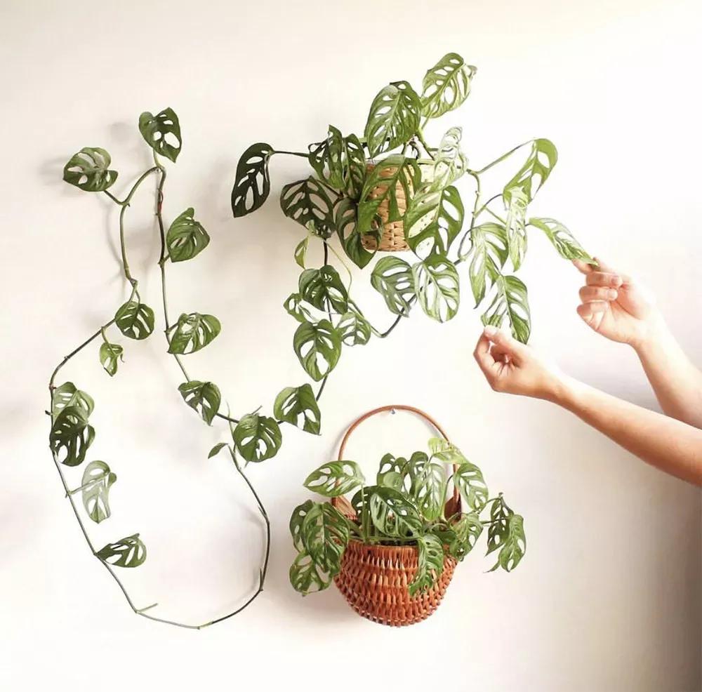 客厅实用盆栽植物有哪些,客厅一般放什么植物盆栽比较好