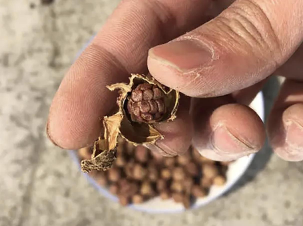 竹林下有1种“阳春砂”，比杨梅值钱，捡一麻袋卖600元，珍贵