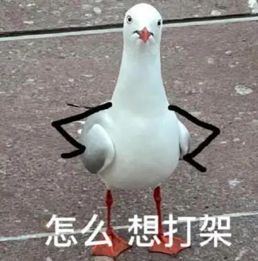 喂过一次大连海鸥，人类就要为自己的弱小羞愧