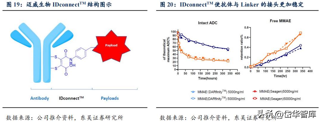 有效避开内卷，迈威生物：ADC锋芒初显，快速成长的Biopharma