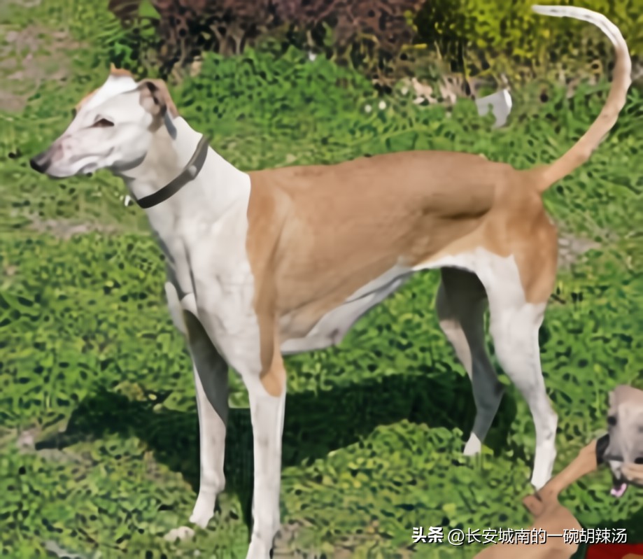 世界名犬大赛全程视频,世界名犬下司犬排名